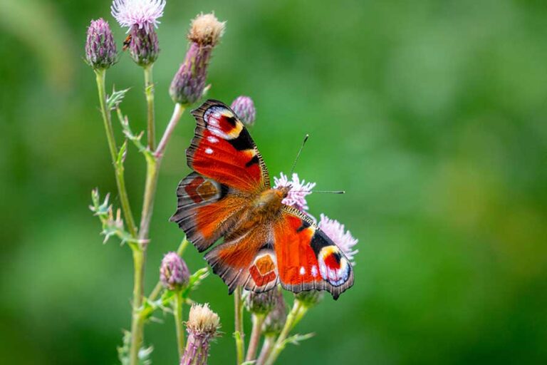 Digital Transformation